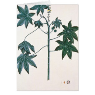 Castor oil plant, c.1801-4
