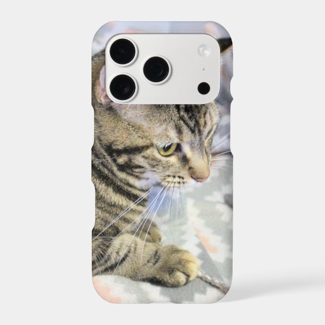 Cat (Back)