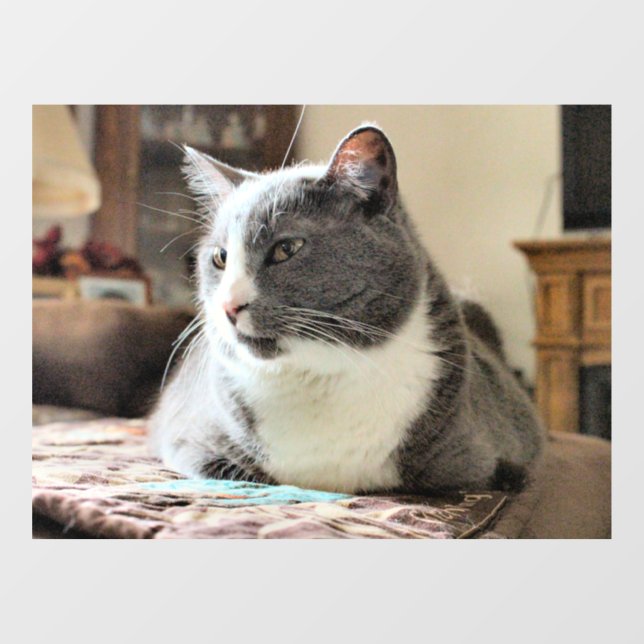 Cat (Sheet)