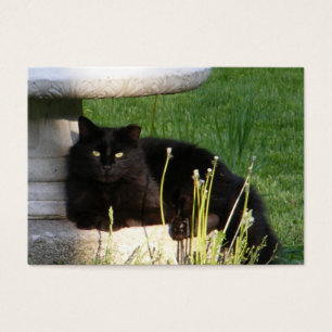Cat 120 ~ ATC
