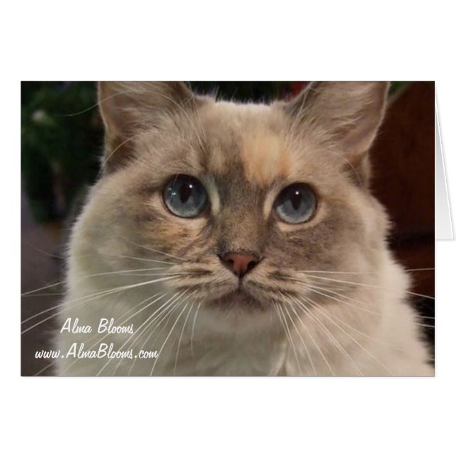 Cat 2 (Front Horizontal)