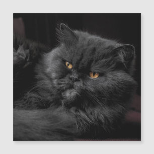 Cat_20180101_by_JAMFoto