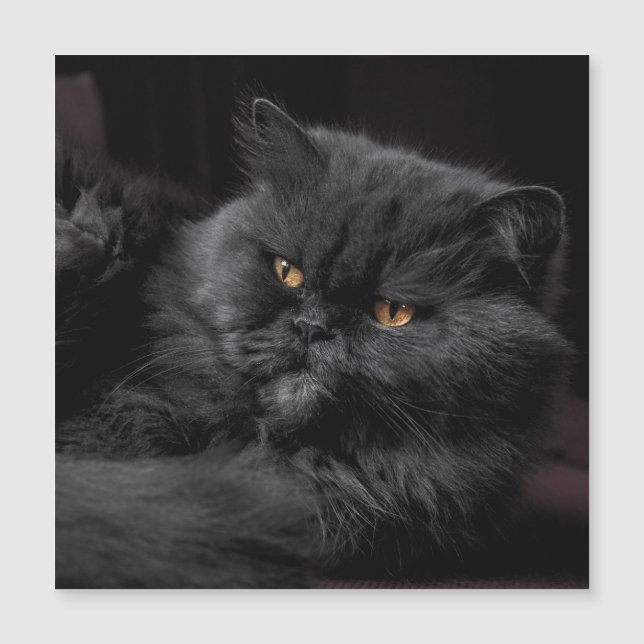 Cat_20180101_by_JAMFoto (Front)