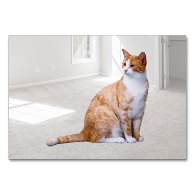 Cat ABA Tact Labelling Flashcard | Picture Card (Front)