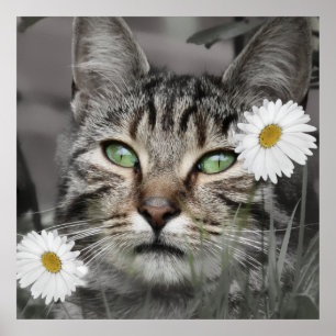 Cat Among The Daisies Poster Print