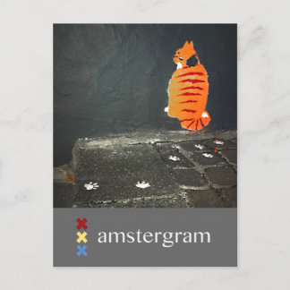 Cat Amstergram Postcard