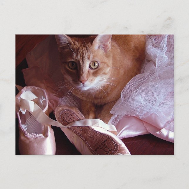 Cat and Ballet Slippers Postcard (Front)