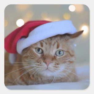 Cat and Christmas lights Square Sticker