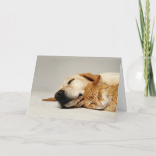Cat and dog sleeping together... card