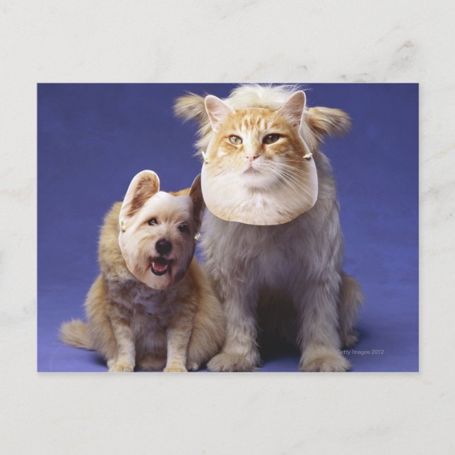Cat and dog with masks postcard (Front)