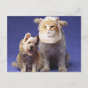 Cat and dog with masks postcard