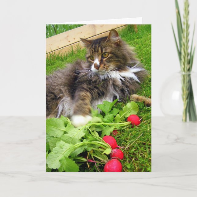 Cat and Gard Radishes / Birthday Greeting Card (Front)