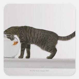 Cat and goldfish square sticker