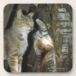 Cat and Kitten by Tree Coaster