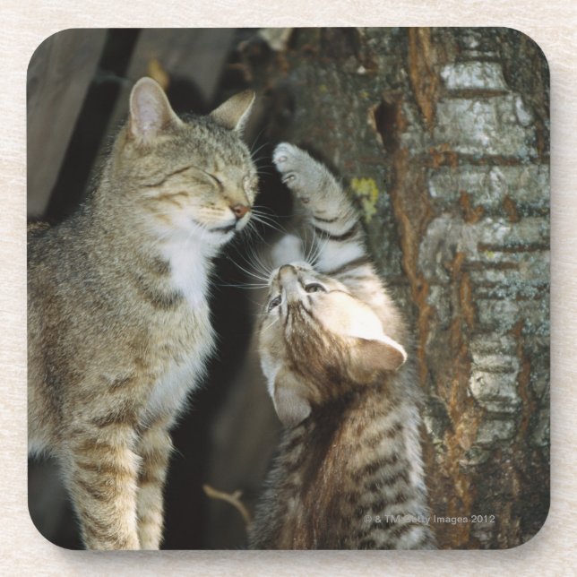 Cat and Kitten by Tree Coaster (Front)