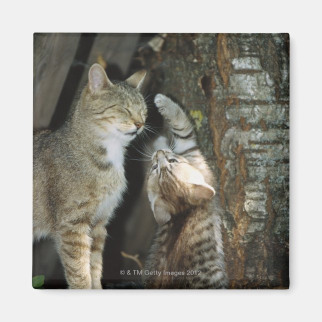 Cat and Kitten by Tree Magnet (Front)