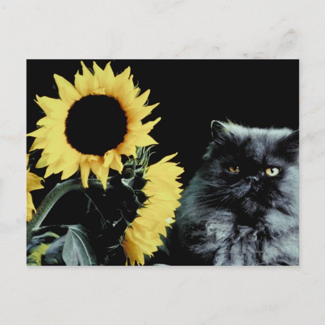 Cat and Sunflower Postcard (Front)