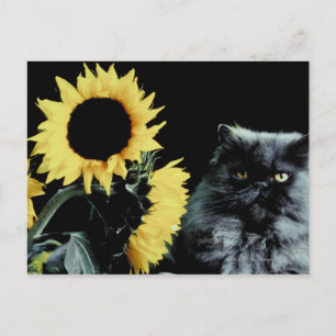 Cat and Sunflower Postcard
