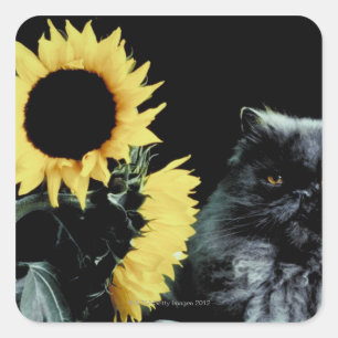 Cat and Sunflower Square Sticker