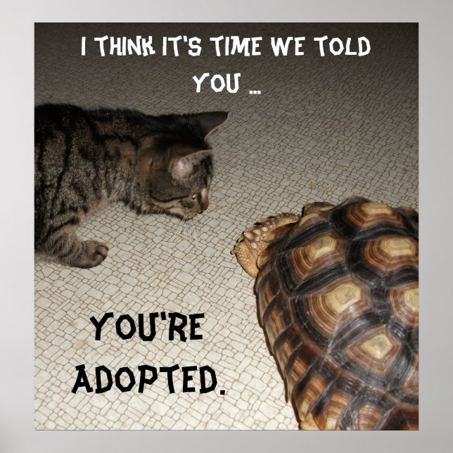 Cat and Tortoise - "You're Adopted" Poster (Front)