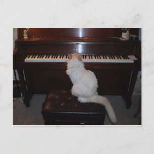 Cat at Piano Postcard