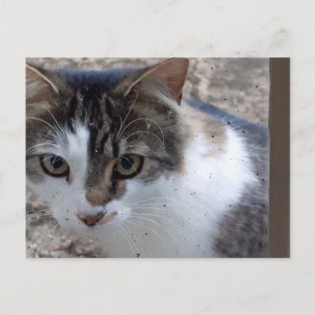 Cat at the window postcard (Front)