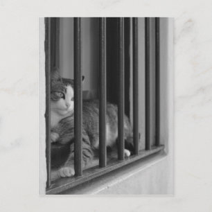 Cat at Window Postcard