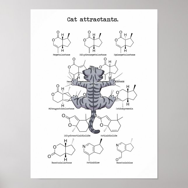 Cat attractant poster (Front)