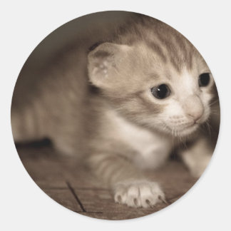 cat baby 2 classic round sticker