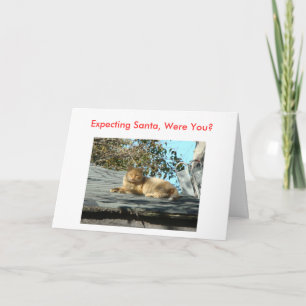 Cat, Bah Humbug Holiday Card