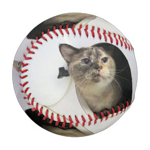 Cat Baseball