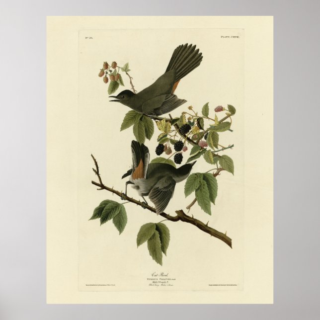 Cat Bird (Grey Catbird) Audubon's Birds of America Poster (Front)