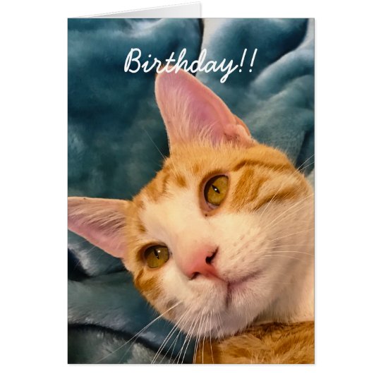 Cat Birthday Card