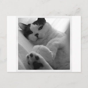 Cat Black & White Postcard