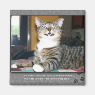 Cat Blames Dog Magnet