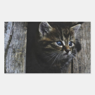 Cat blue eyes rectangular sticker