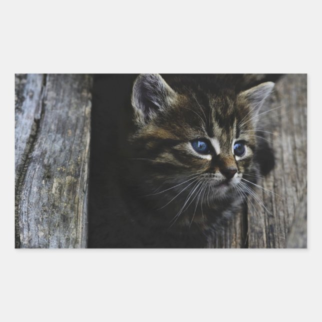 Cat blue eyes rectangular sticker (Front)