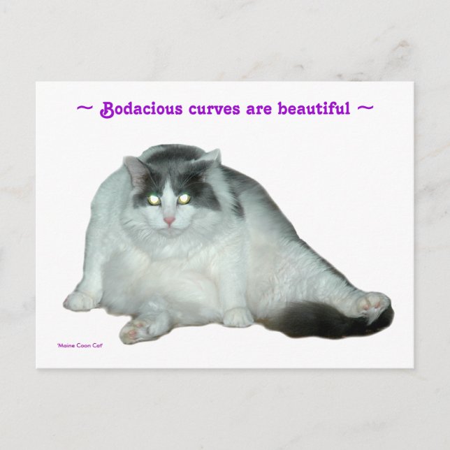 Cat, Bodacious curves are beautiful Postcard (Front)