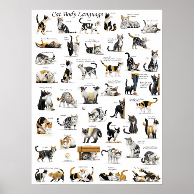 Cat Body Language Poster (Front)