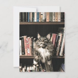 Cat Bookshelf Bookcase Postrcossing Postcard