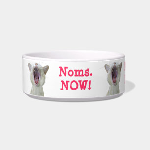 Cat bowl - noms now!
