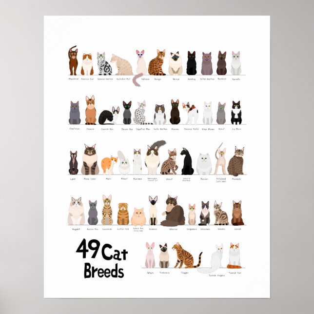 cat breed chart (Front)