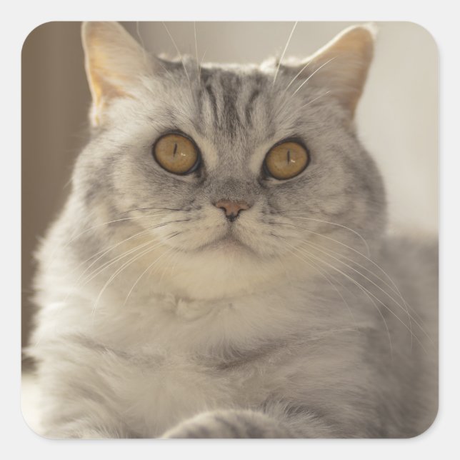Cat, British short hair, Feline Square Sticker (Front)