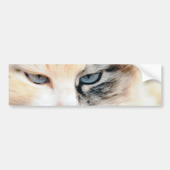 Cat Bumper Sticker (Front)