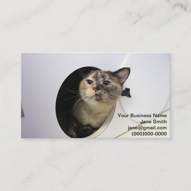 Cat  business card (Front)