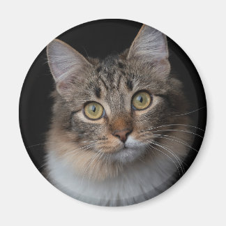 cat button magnet