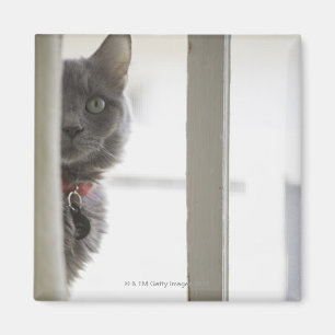 Cat by window magnet