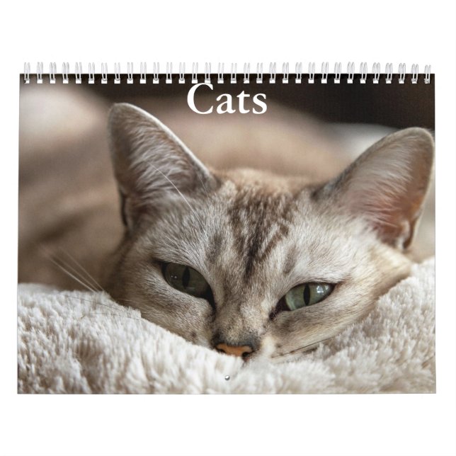 Cat Calendar (Cover)