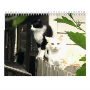 Cat  calendar