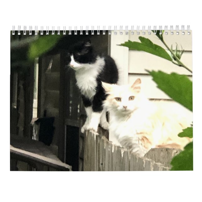Cat  calendar (Back)